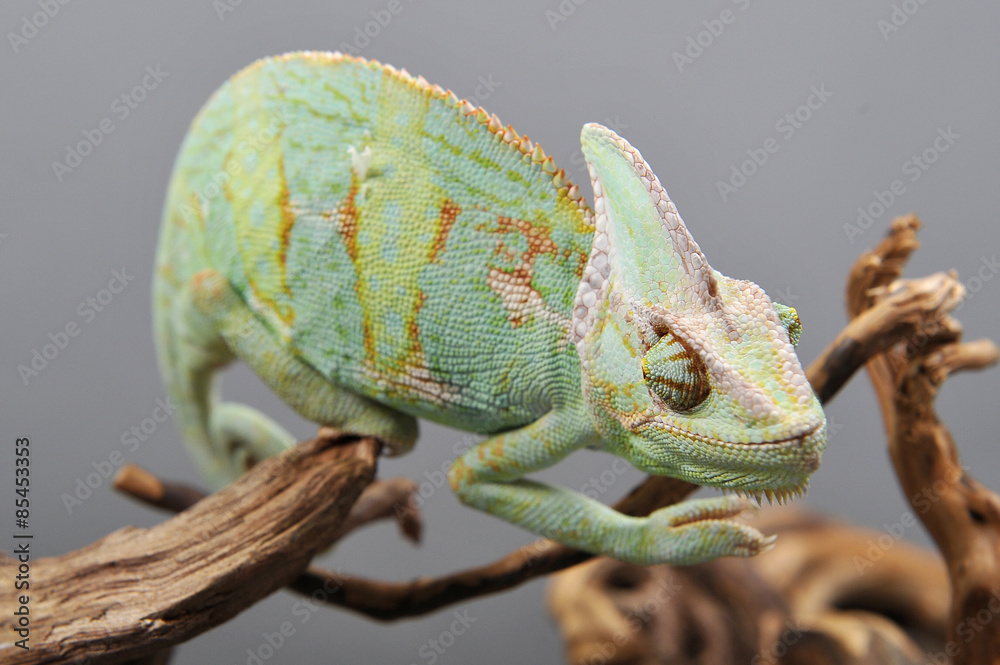 Obraz premium Caméléon vert sur branche