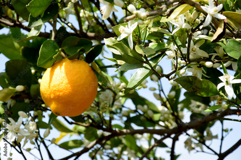 Orangen 2 Orangen 2