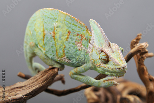 Caméléon vert sur branche photo