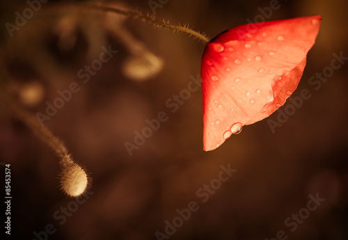 red poppy with rain drops at summer sunset
