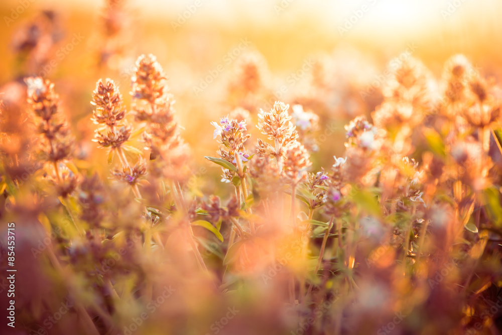 wild meadow flowers at summer sunset - obrazy, fototapety, plakaty 