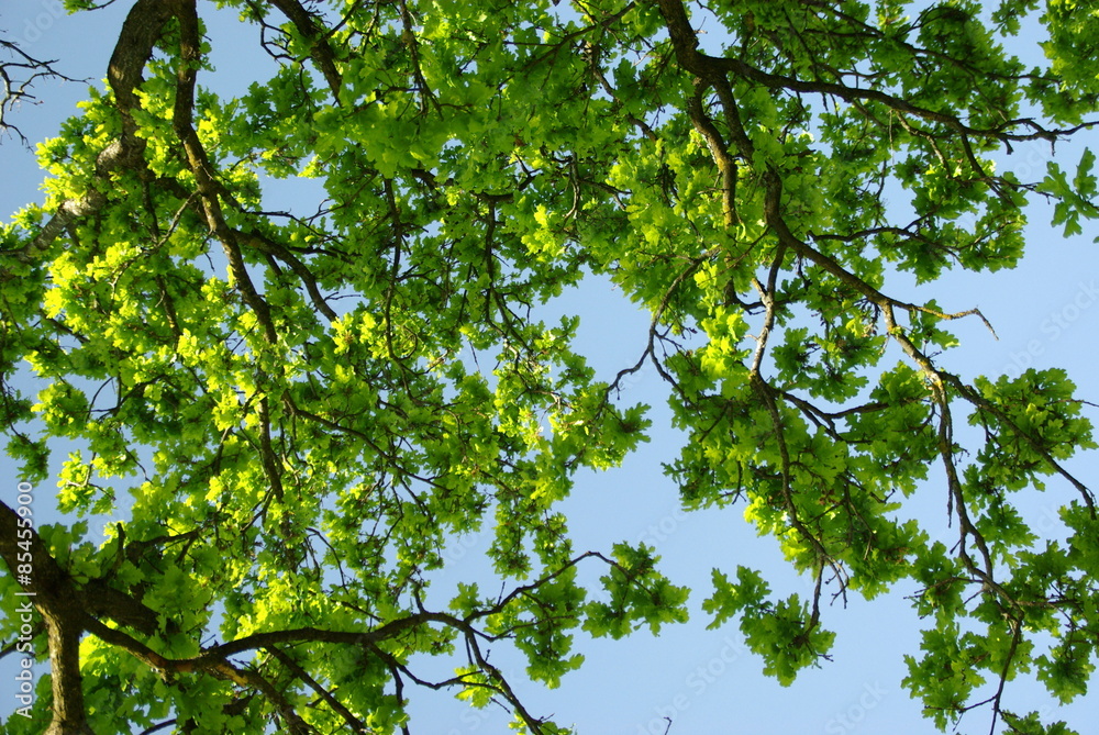 Fototapeta premium Baum Sonne