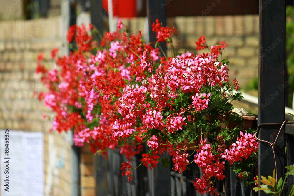 Fiori in vaso