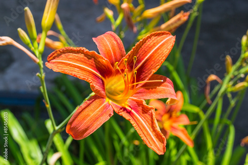 Цветок. Королевская лилия.