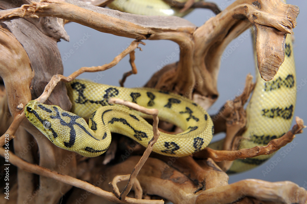 Naklejka premium Python morelia