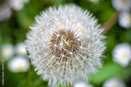 Pusteblume