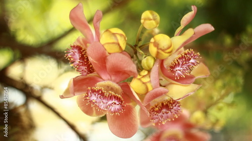 Beautiful Cannonball tree flowers 
 photo