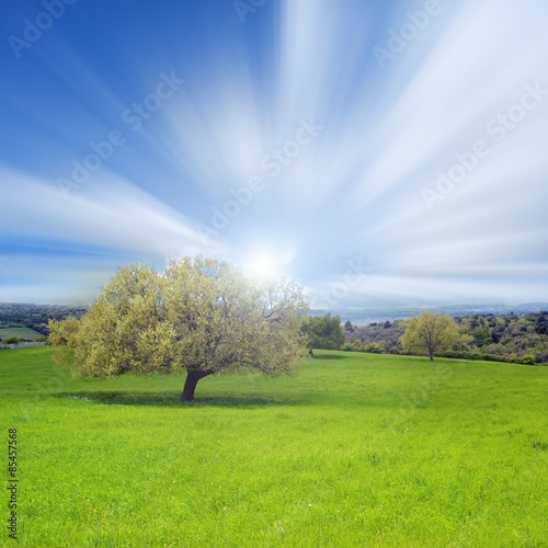 Quercia in un prato verde con il sole e le nuvole nel cielo