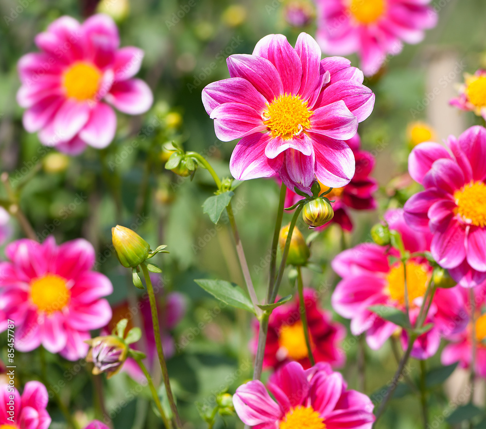 Obraz premium Lebhaft blühende Dahlien in kräftigem Pink, spätsommerliches Blumenbeet in leuchtenden Farben, Dahlia, Blütenfülle