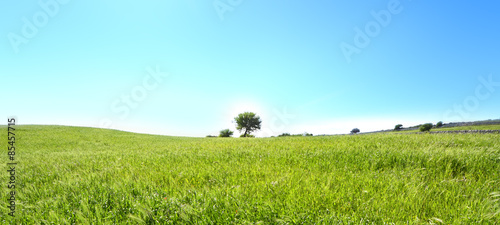 collina verde con un piccolo albero e un cielo azzurro photo
