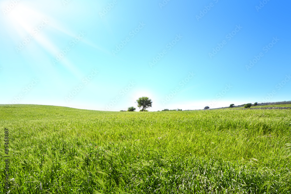 Obraz premium collina verde con un piccolo albero un cielo azzurro e raggi di sole
