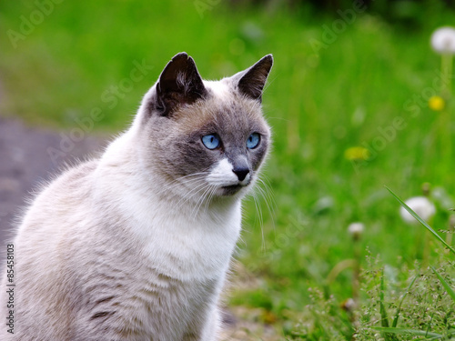siamese
