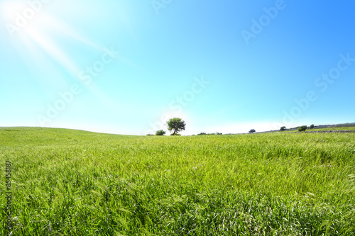 collina verde con un piccolo albero un cielo azzurro e raggi di sole