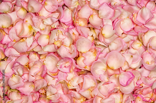 Pink rose petal background
