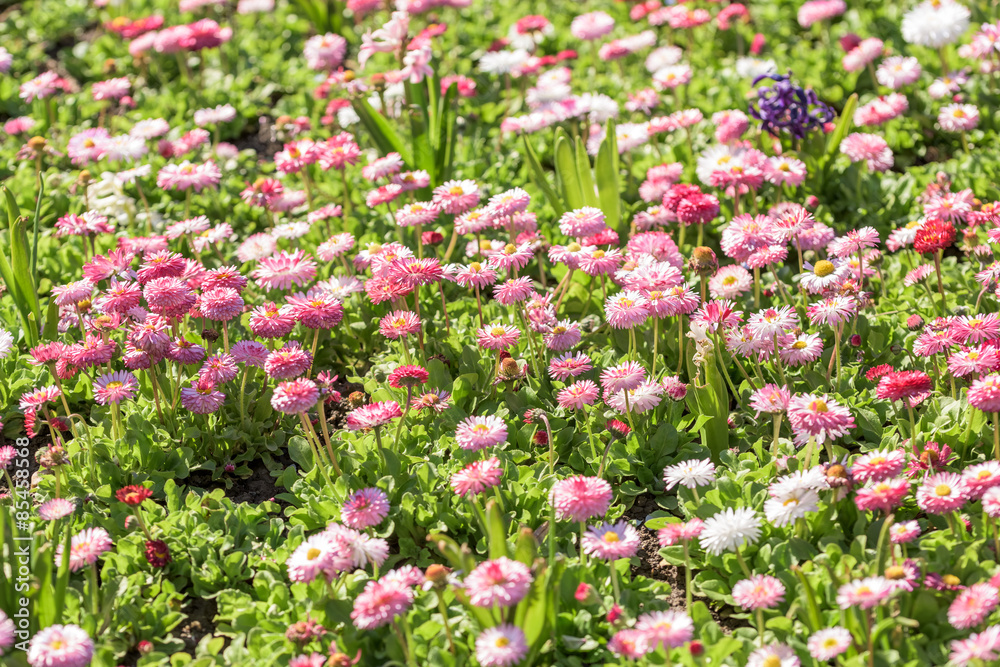 Pink Daisy Field Blossom In Spring
