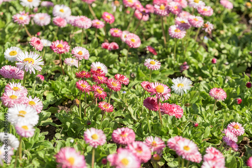 Pink Daisy Field Blossom In Spring