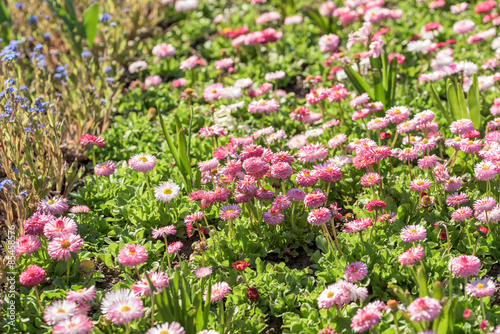 Fototapeta Naklejka Na Ścianę i Meble -  Pink Daisy Field Blossom In Spring