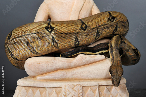 boa constrictor imperator 