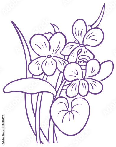 Blooming violet.