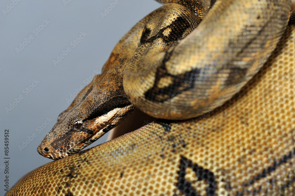 Fototapeta premium boa constrictor imperator reducced patern