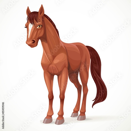 Brown horse with a star on his forehead isolated on white