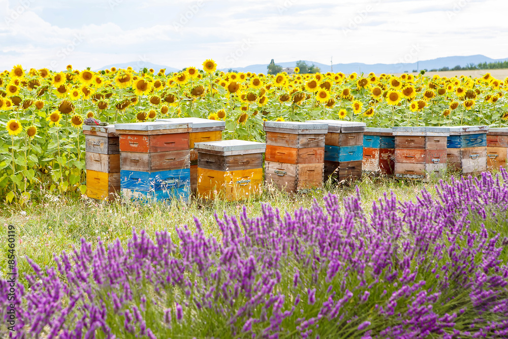 Bee hives on lavender fields, near Valensole, Provence. Bee hives on lavender fields, near Valensole, Provence.
