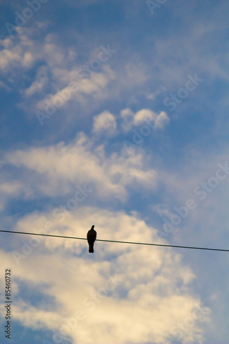 Bird on a wire © disq