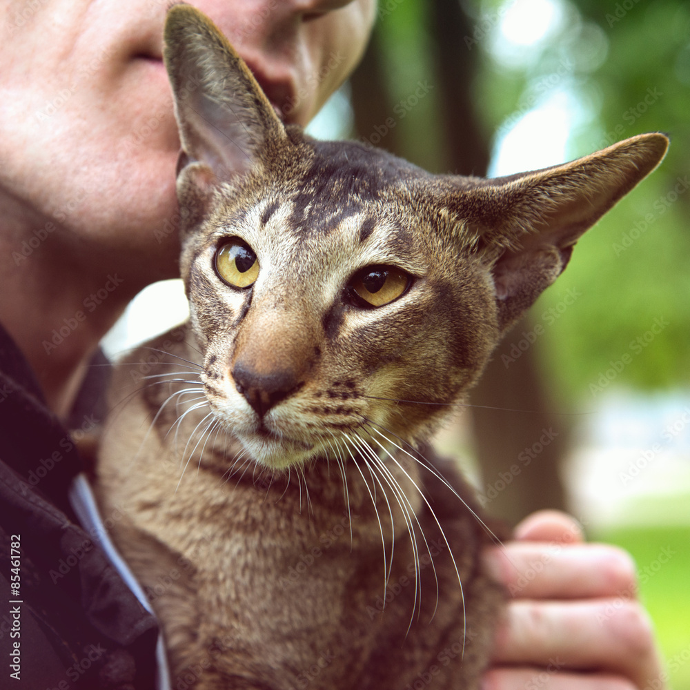 close up cat portrait outdoor close up cat portrait outdoor