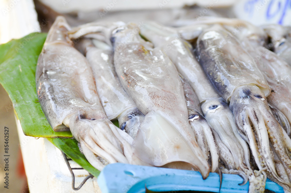 squid, raw squid squid, raw squid