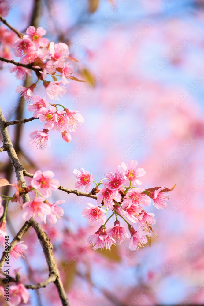 Wild Himalayan Cherry flower with blue background Wild Himalayan Cherry flower with blue background