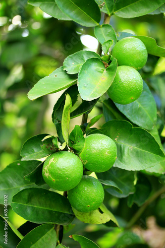 Lemon on the tree
