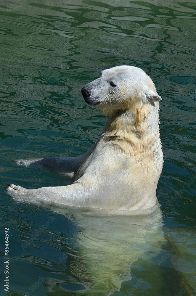 Полярный медведь в воде.