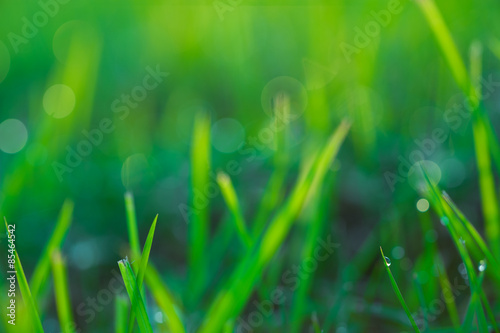 Closeup of Grasses with Dew Drops in Morning