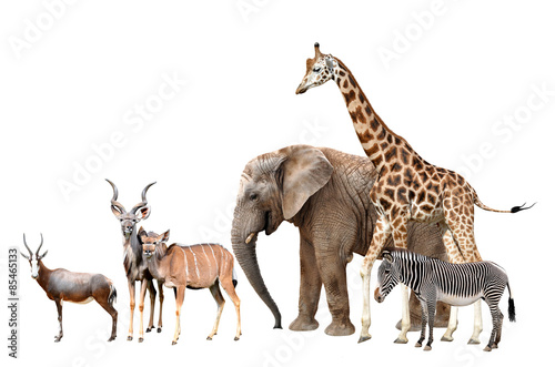 Giraffe, Elephant, Zebra, Blesbok antelopes and Kudu