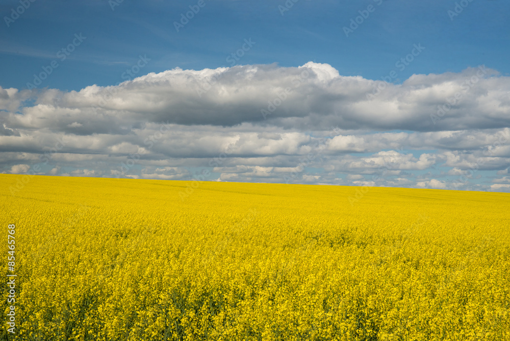 Rapeseed against a clouded sky.