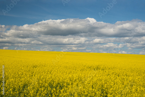 Rapeseed against a clouded sky.