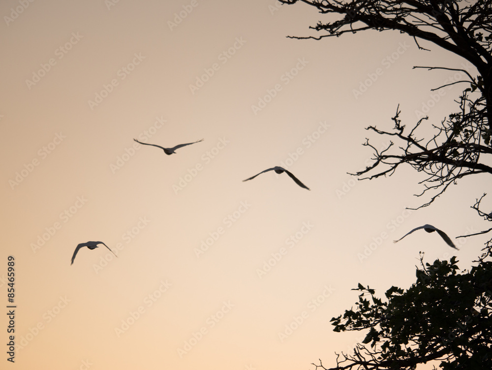 Fototapeta premium birds flying sunset