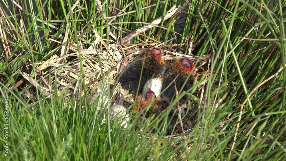 coot chicks and eggs in the nest coot chicks and eggs in the nest