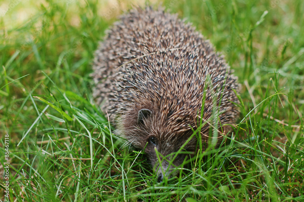 hedgehog on the green grass hedgehog on the green grass