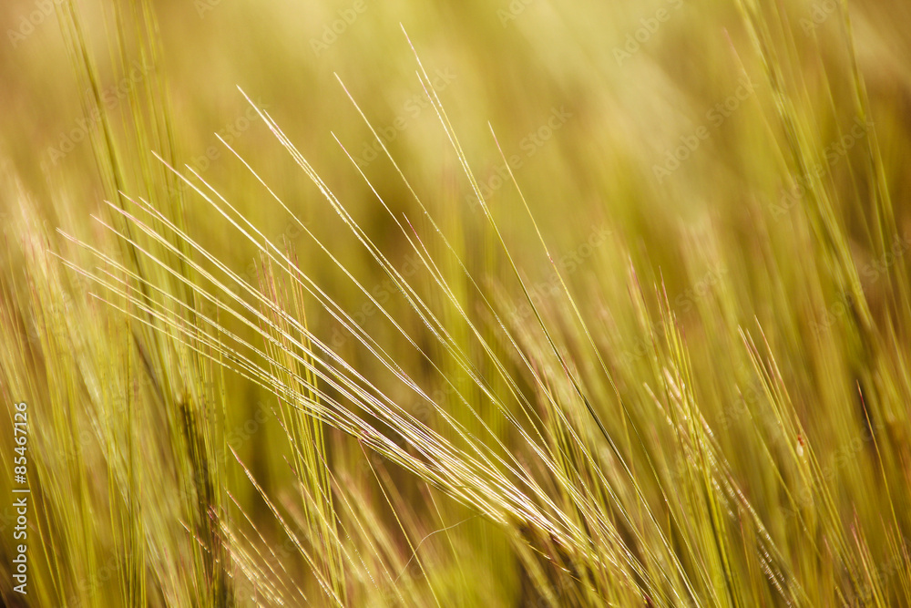 growth grain field growth grain field