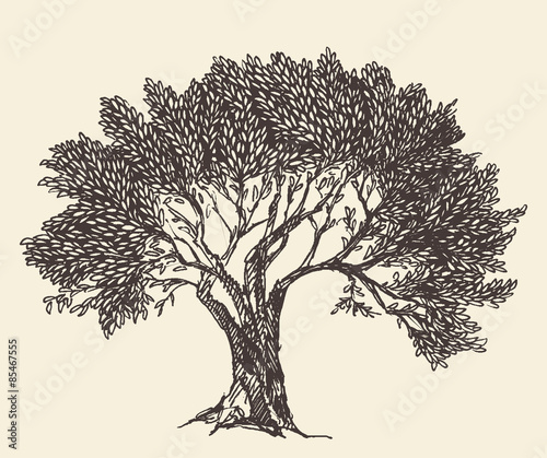 Fototapeta Naklejka Na Ścianę i Meble -  Vintage olive tree engraved background Hand drawn illustration vector