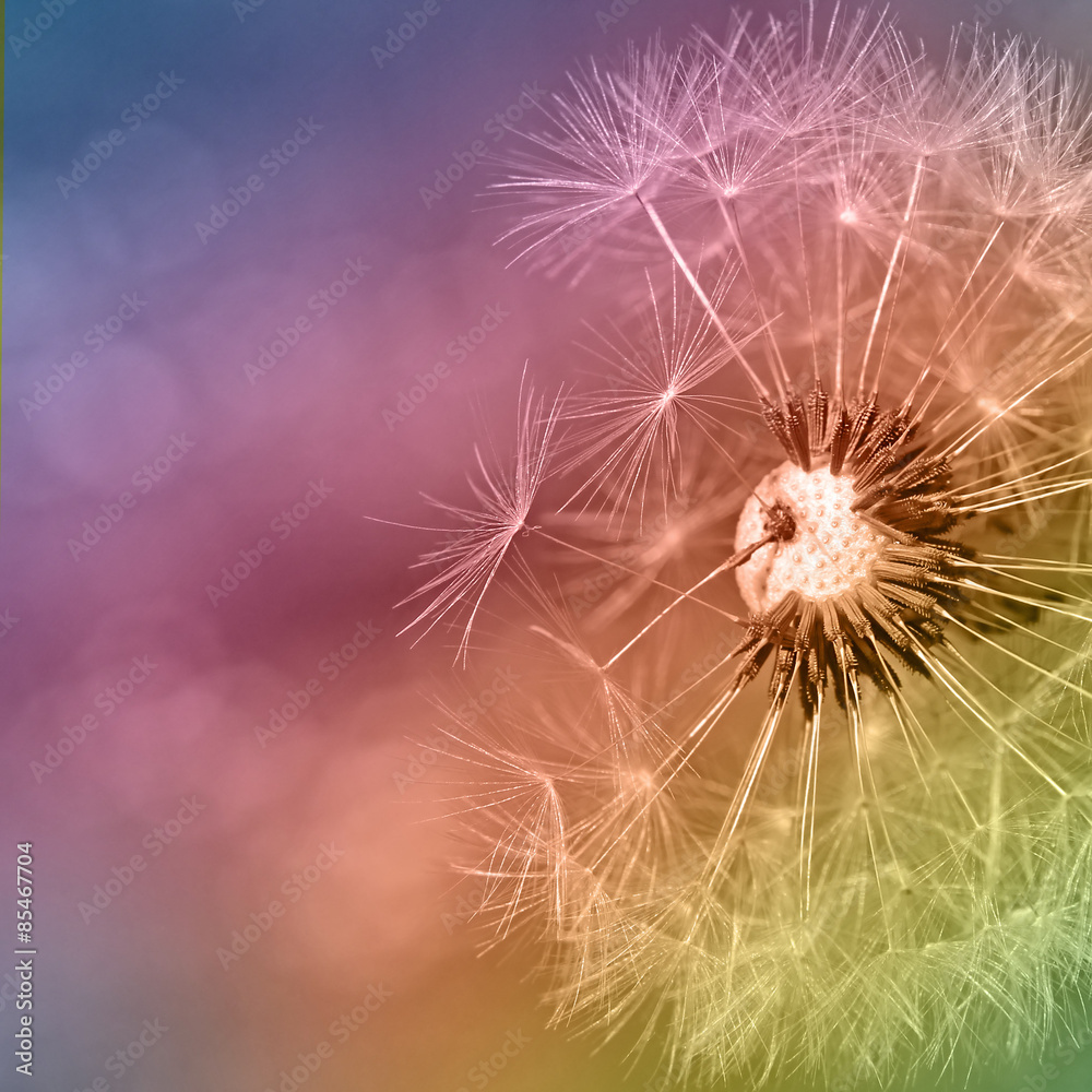 Fototapeta premium colorfull dandelion