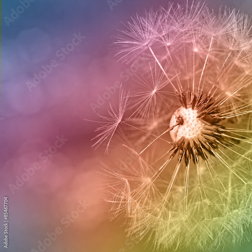 colorfull dandelion