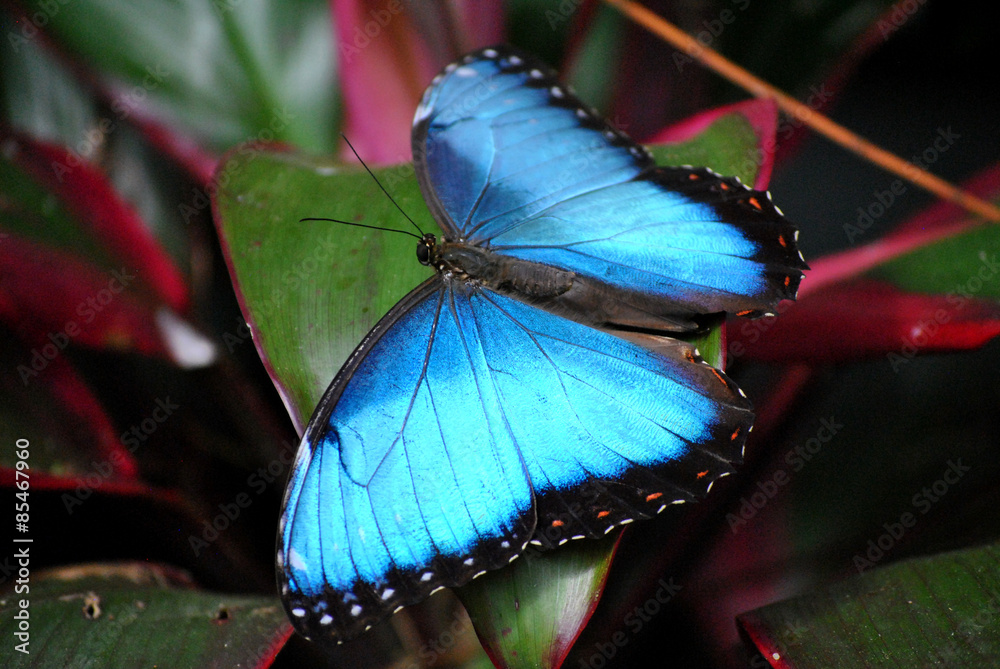 Obraz premium Blauer Morpho