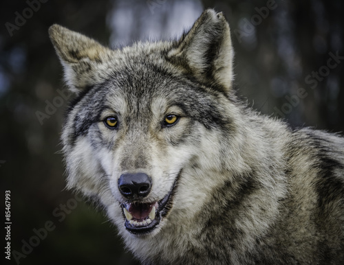wolf © Carina McKee