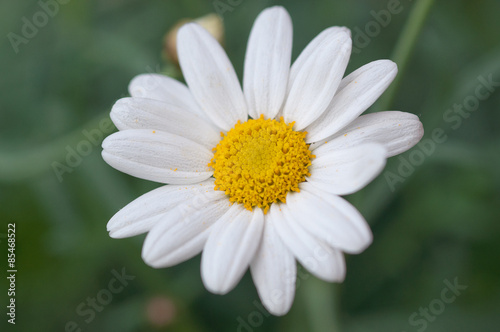 White daisy flower on green grass  Sweden.