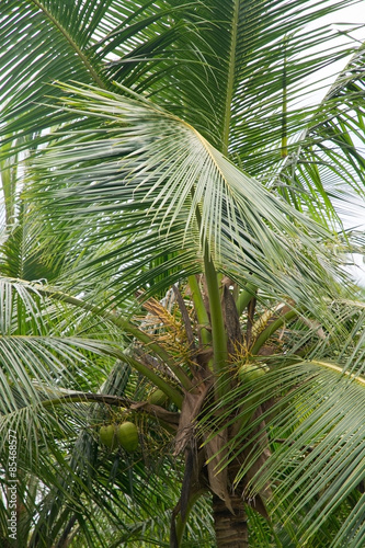 Coconut palm tree  lush green foliage closeup  Southern Province  Sri Lanka  Asia.