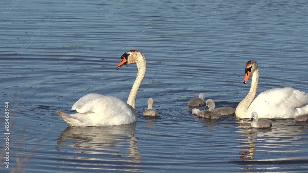 swan with ducklings swimming in the lake and search feed swan with ducklings swimming in the lake and search feed
