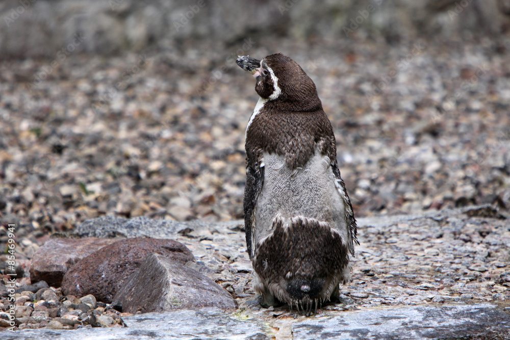 Obraz premium Humboldtpinguin in der Mauser