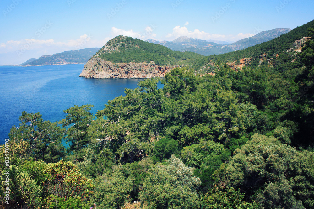 Pine trees on the southern coast of Turkey.